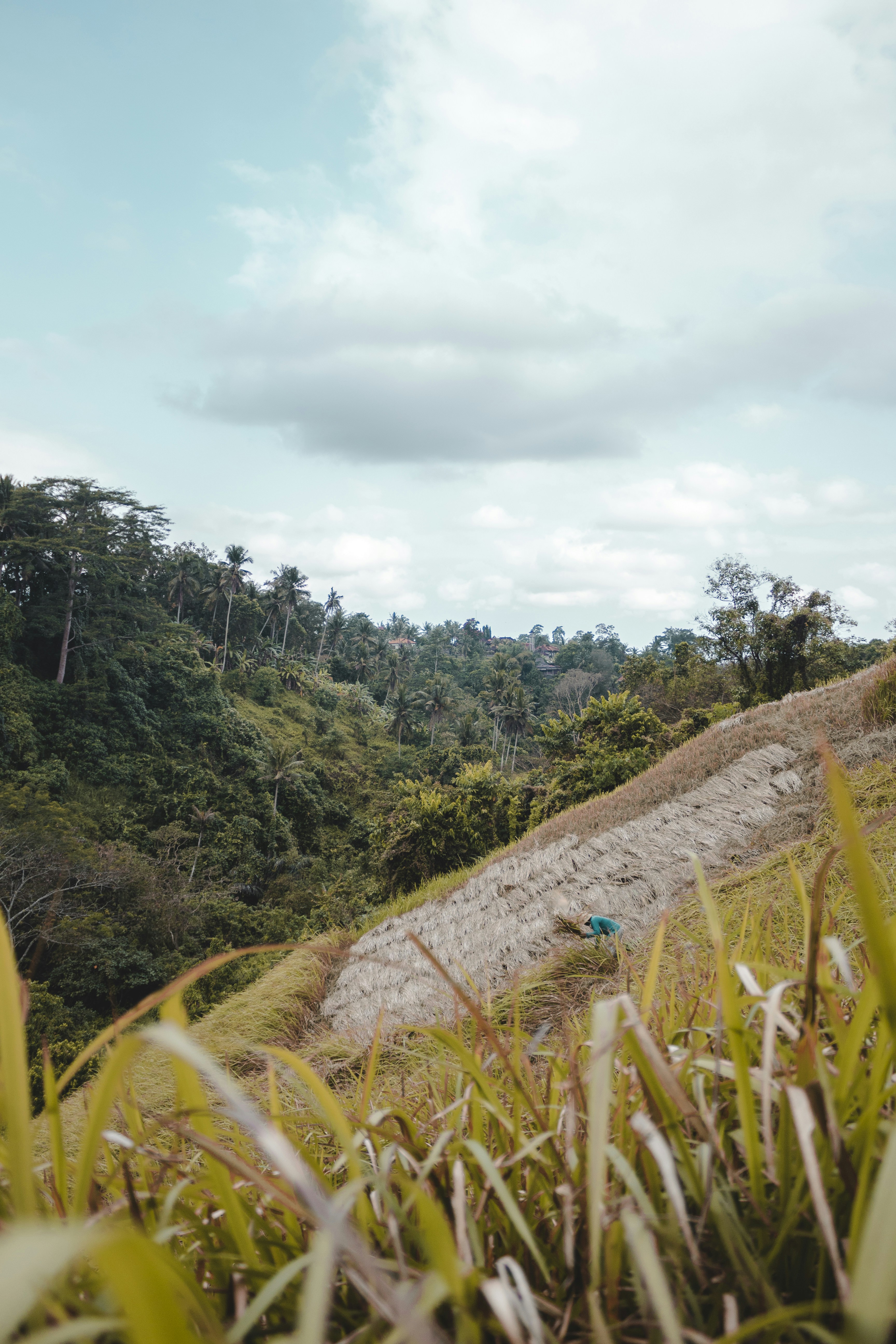 plantas de folhas verdes sob o céu azul