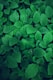 photography of green leaves