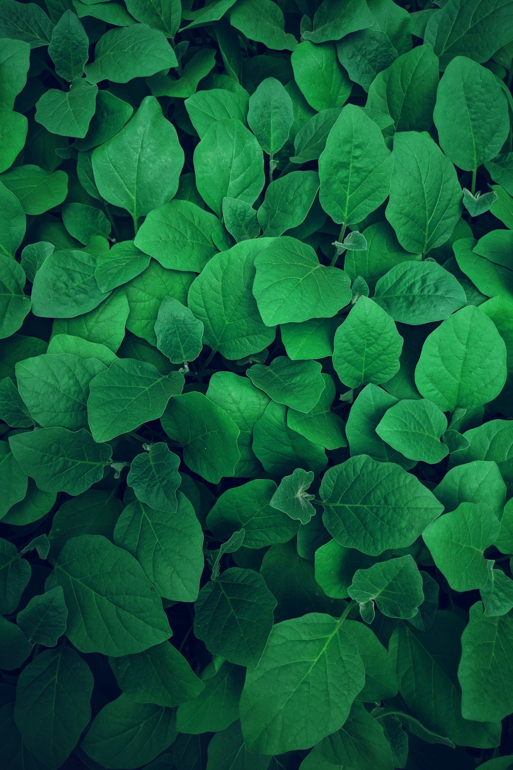 photography of green leaves