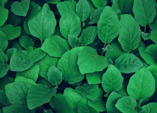 photography of green leaves