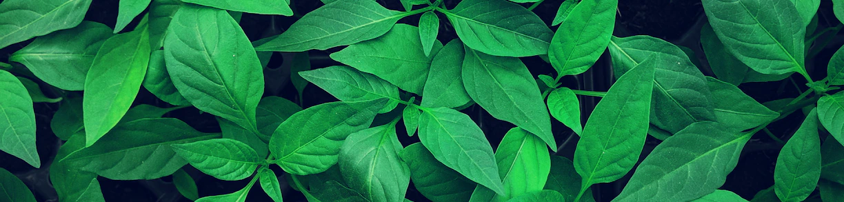 close-up photography of green leafed plant