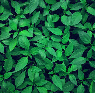 close-up photography of green leafed plant