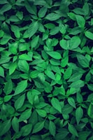 close-up photography of green leafed plant