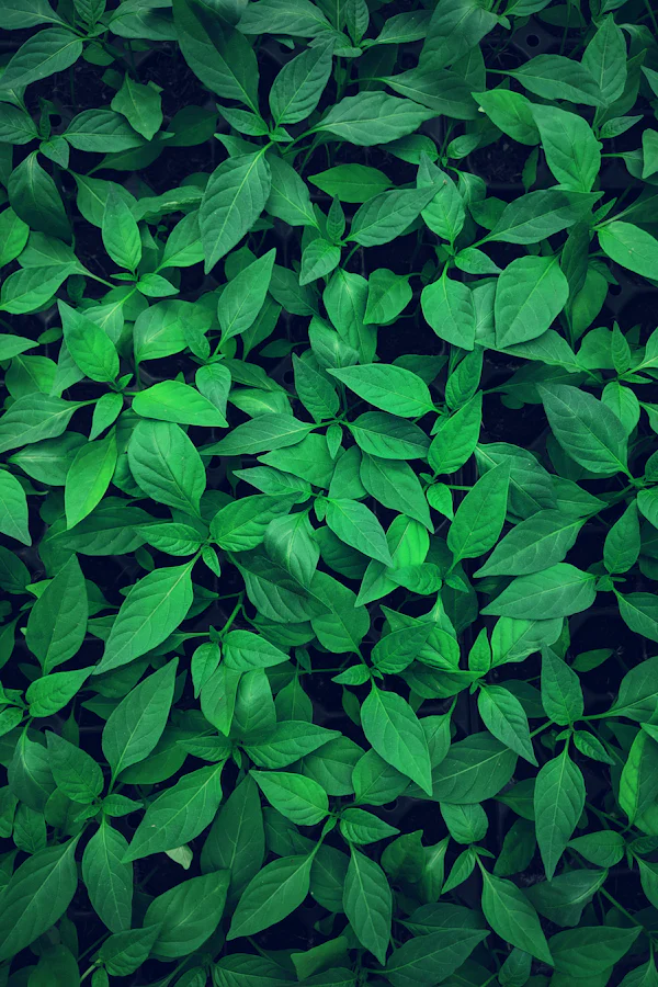 Feuillage vert profond en gros plan — le fond patchouli, ambre et bois d'English Pear & Freesia de Jo Malone London, par la parfumerie Olara