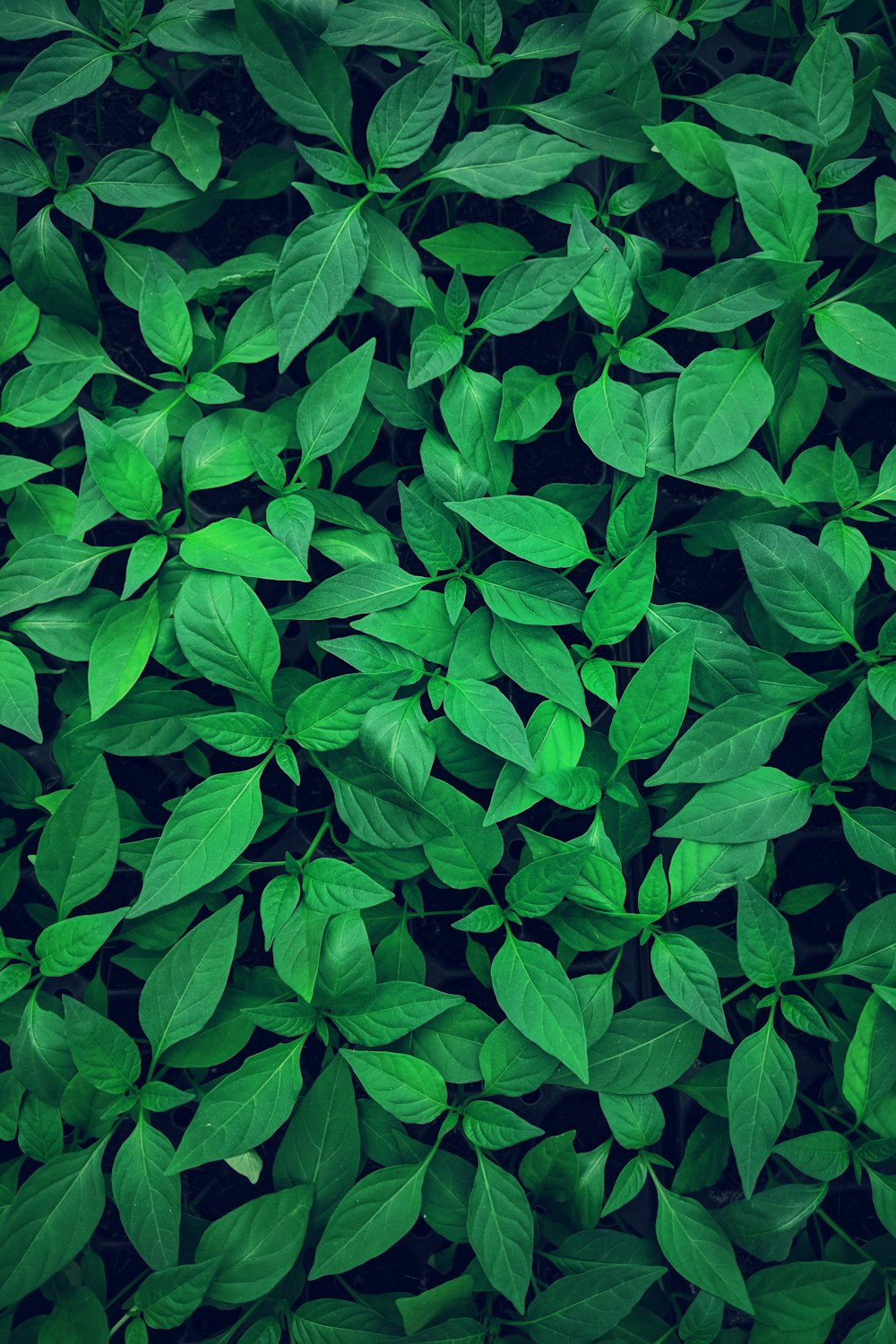 녹색 잎이 있는 식물의 근접 촬영