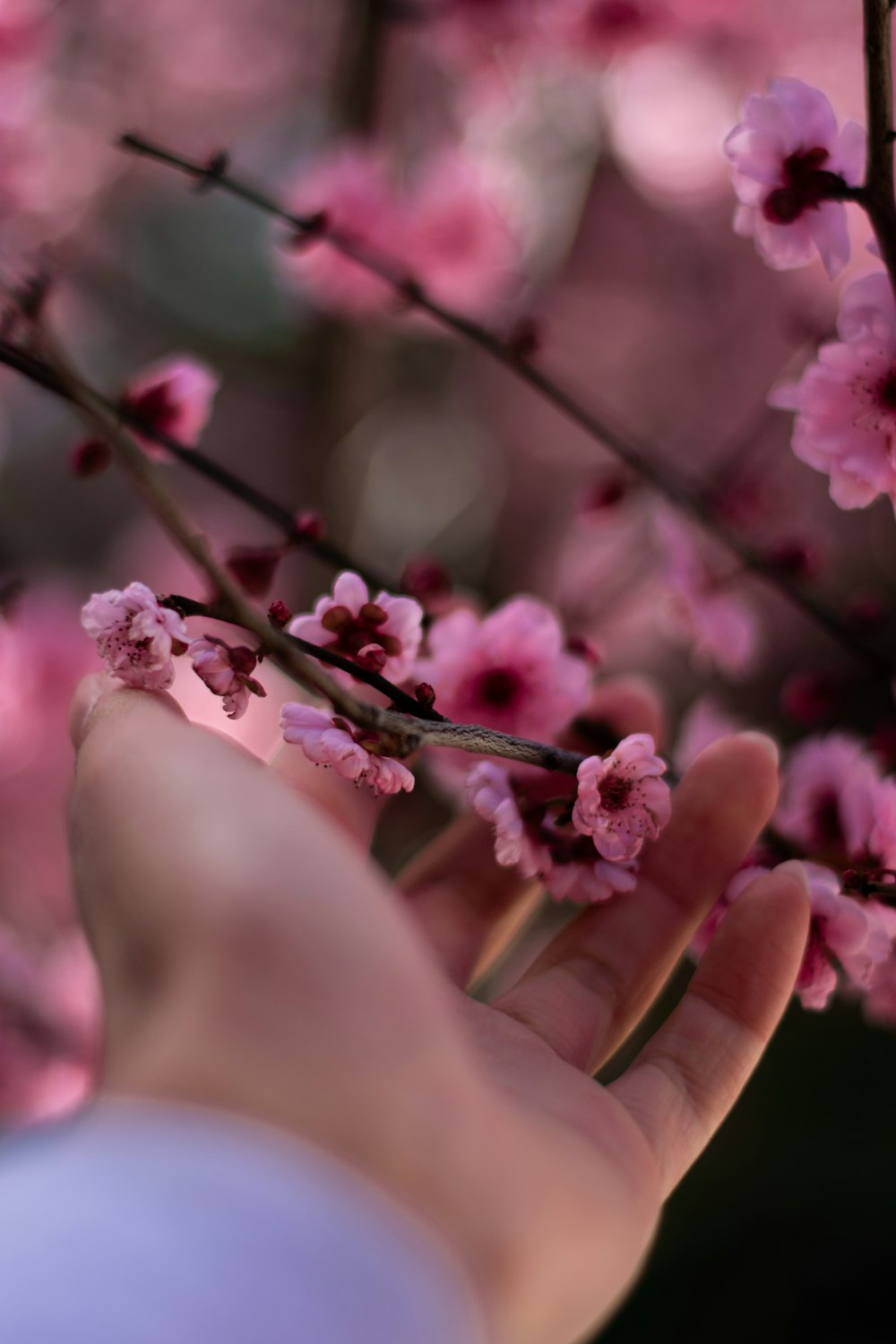 person holding pink sakura flowers