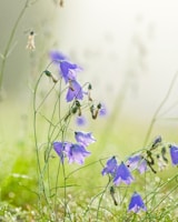 purple flower lot