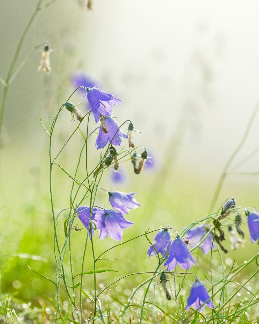 lotto di fiori viola