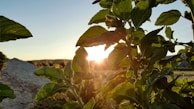 Sunlight filtering through leaves of an organic herb garden in early morning.