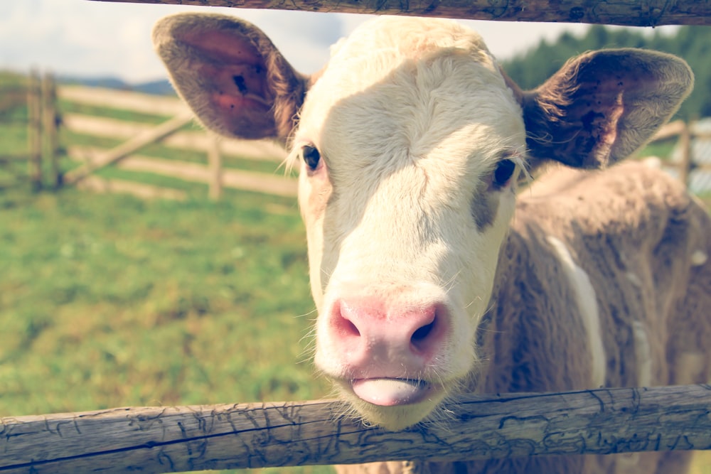 white and brown calf