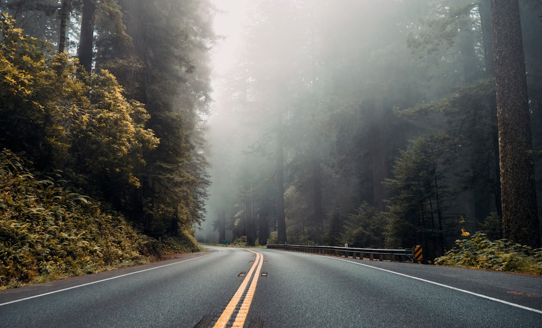 asphalt road near forest