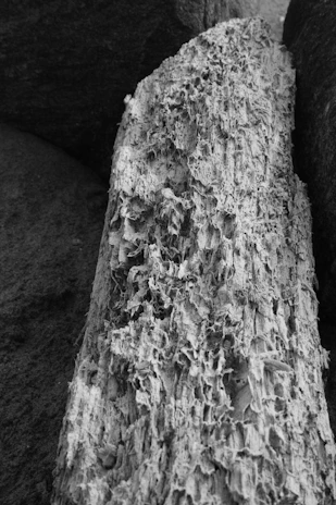 Close-up of weathered driftwood resting on pebbled shore, highlighting textures and subtle color variations.