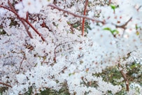 close-up photography of white petaled flower