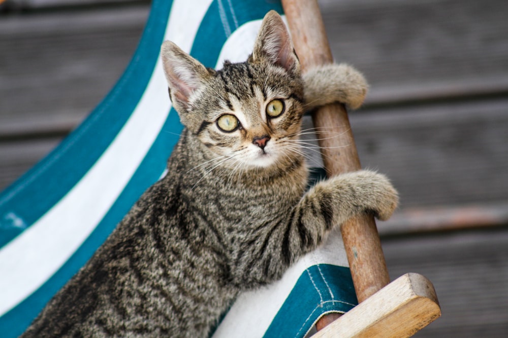 cat lying down on chair