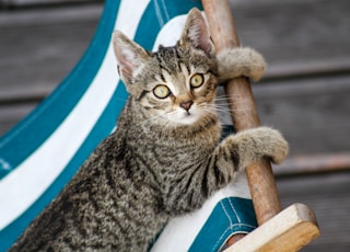 cat lying down on chair