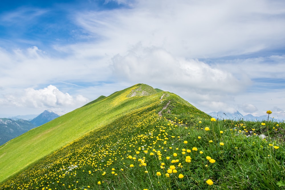 fleurs à pétales jaunes sur le sommet d’une colline verte pendant la journée