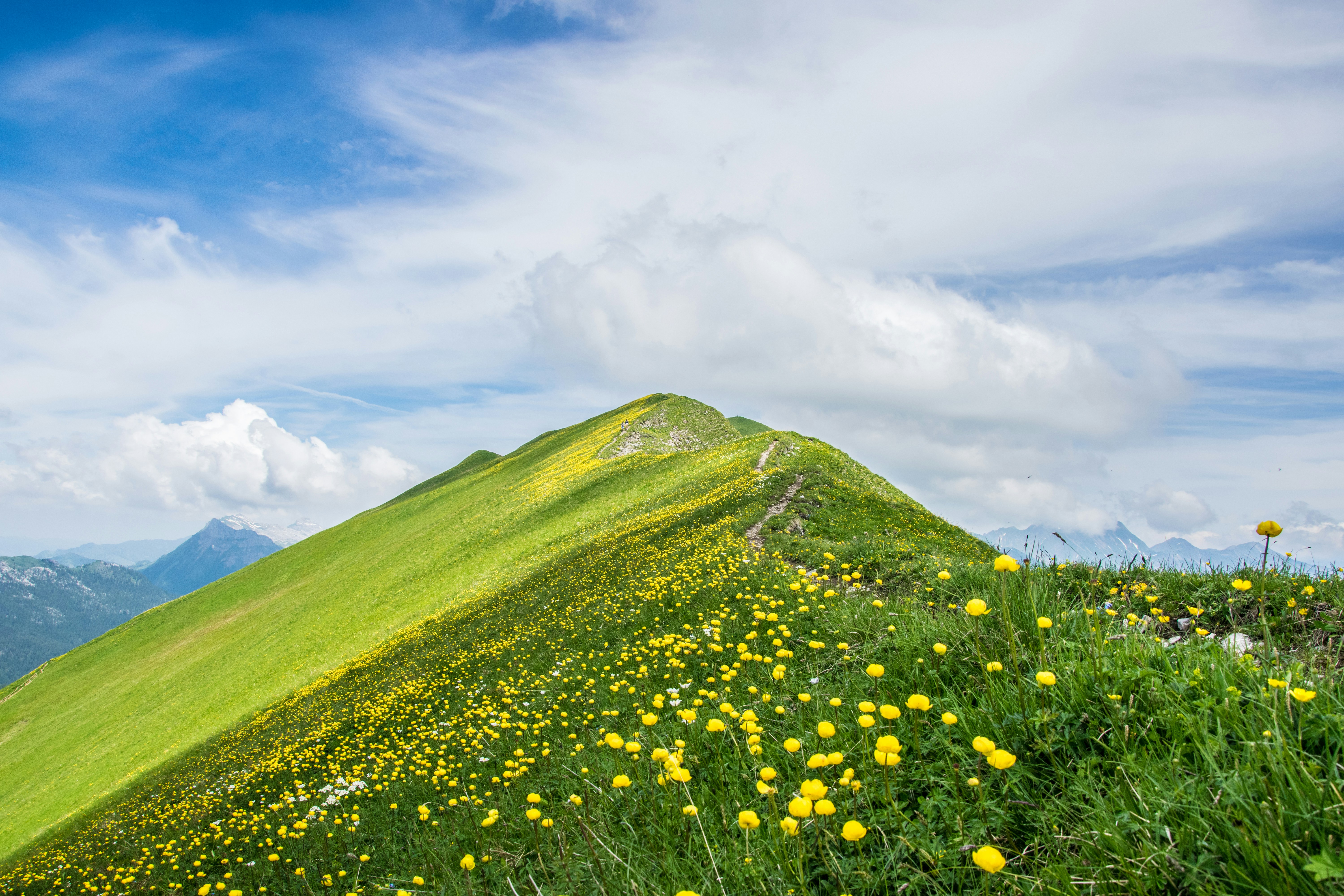 yellow petaled flowers on green hilltop during daytime