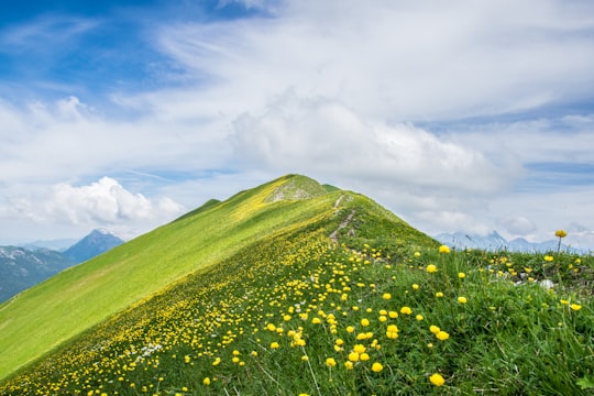 yellow petaled flowers on green hilltop during daytime in Augstmatthorn Switzerland