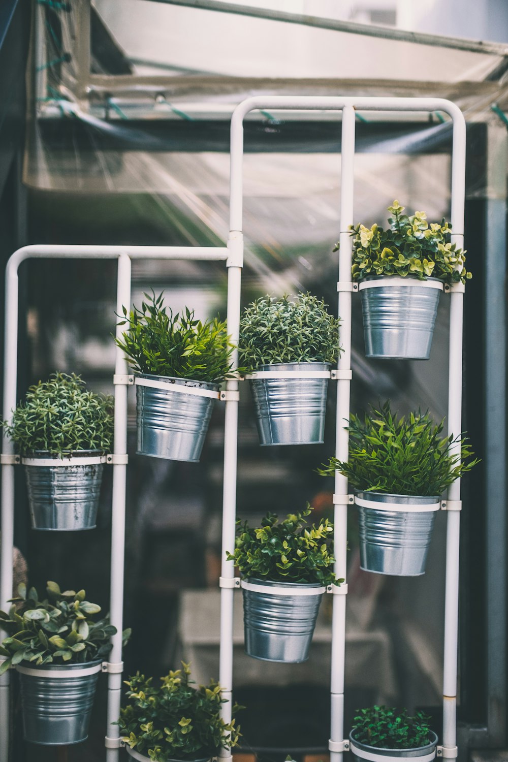 green leafed plants and pot on rack near wall