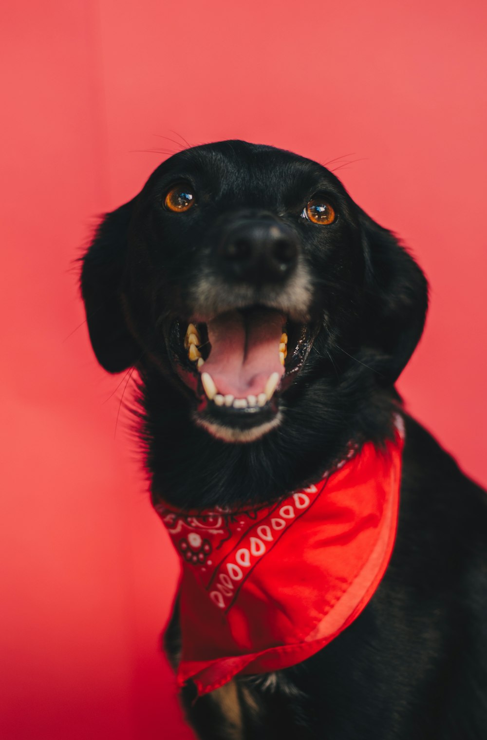 赤いバンダナを巻いた黒い犬