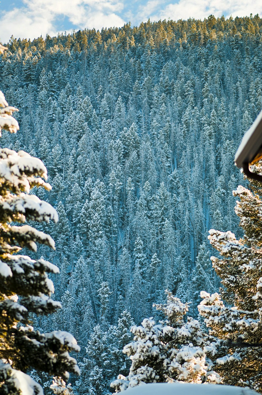 blue trees and white snow