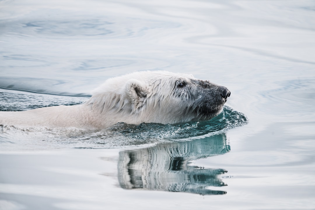 white bear on body of water, Polar bear swimming in the Arctic