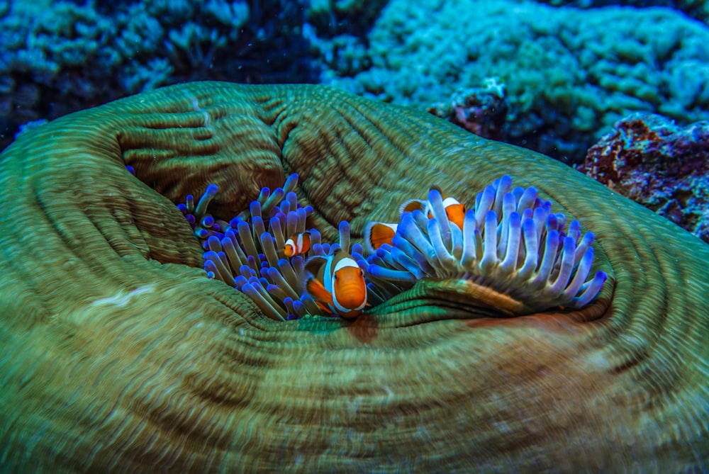 photo of blue sea anemone and clown fish