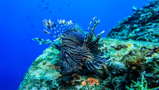 underwater photo of blue and black fish