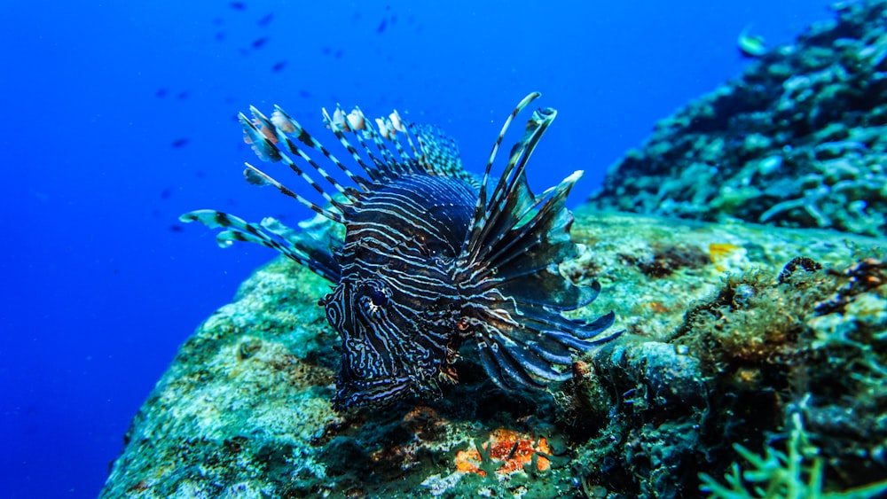 underwater photo of blue and black fish