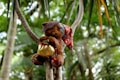 A stuffed bear wearing a detailed red and white patterned outfit and a brown hat is perched on a tree branch, surrounded by a lush green forest. The bear is holding a small golden gift bag, adding a whimsical touch to the scene.