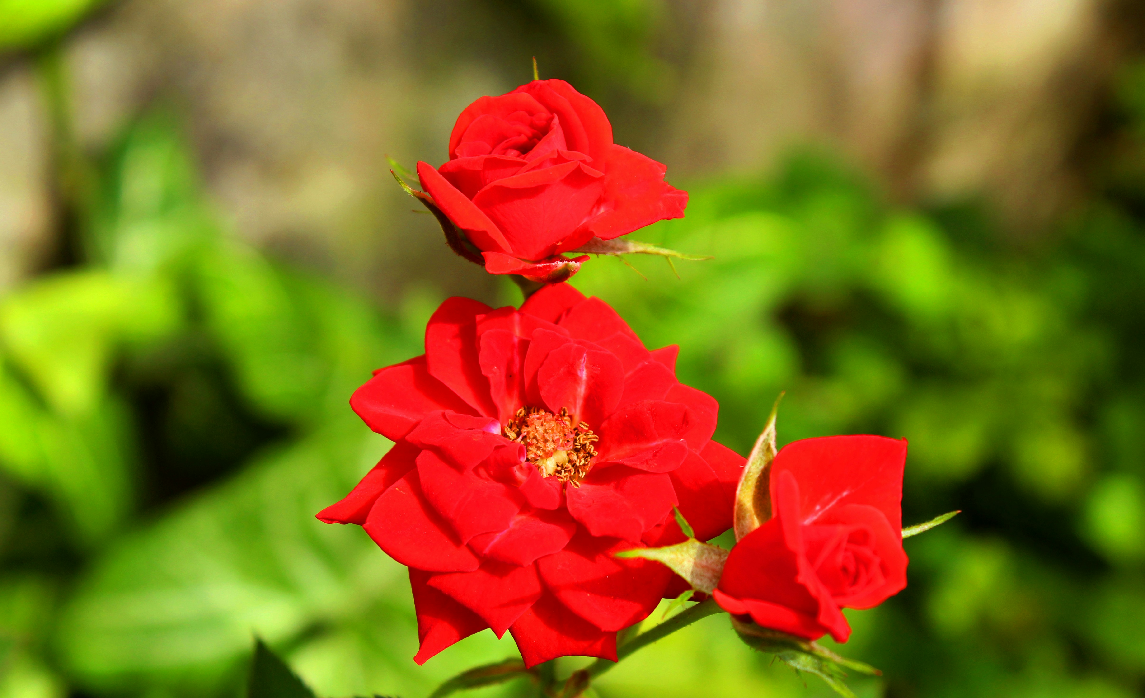 Красные цветы фото Скачать обои цветок, капли, макро, цветы, зеленый, фон, роза, лепестки, раздел ц