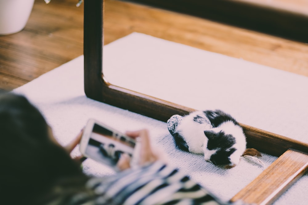 chaton blanc devant le miroir