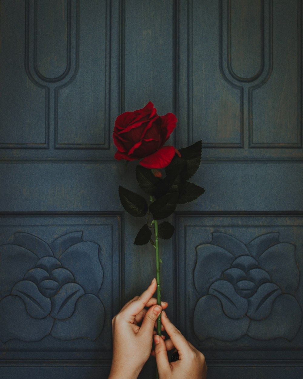 photo of person holding red rose flower