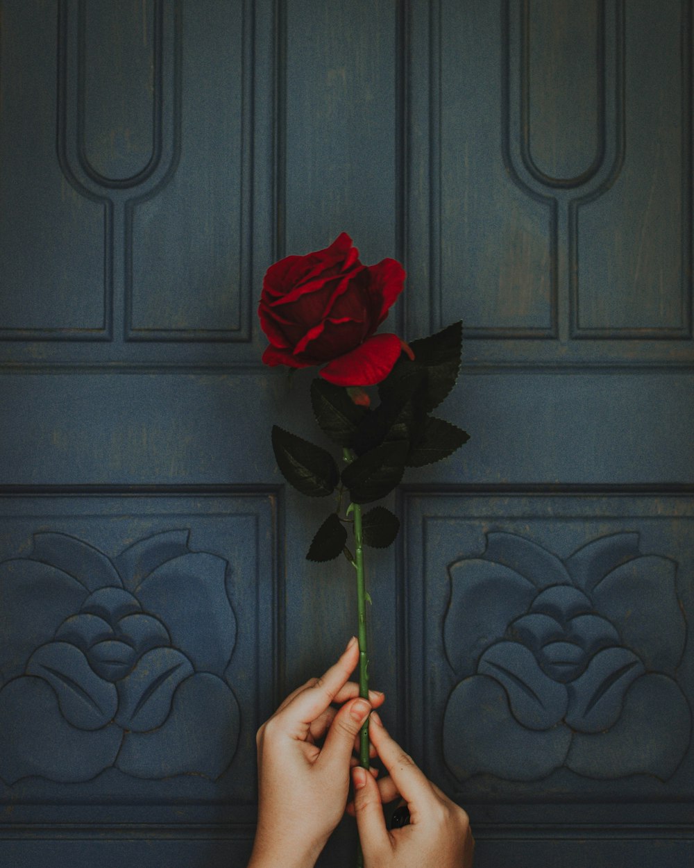 Red Rose Images HQ Download Free Pictures on Unsplash Red Rose Images HQ Download Free Pictures on Unsplash