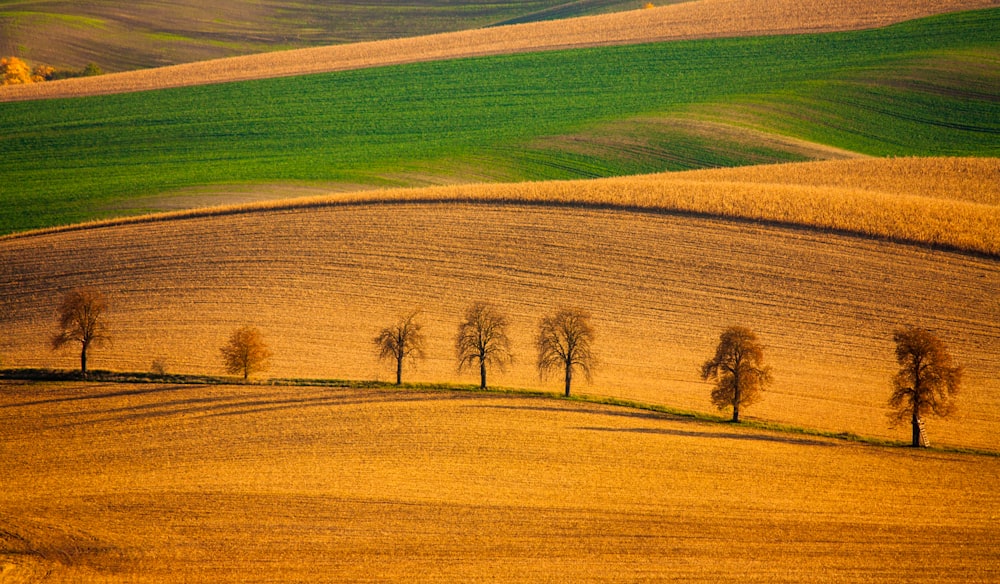 painting of trees on plain land