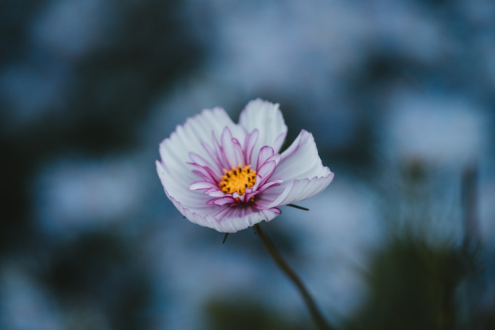 selective focus photo of white and pink petaled flowers