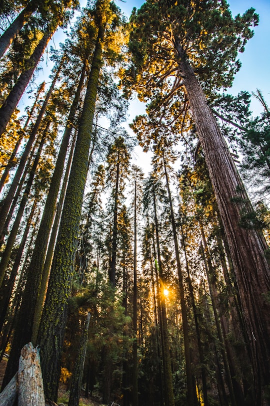 green leafed trees during daytime in Sequoia National Park United States