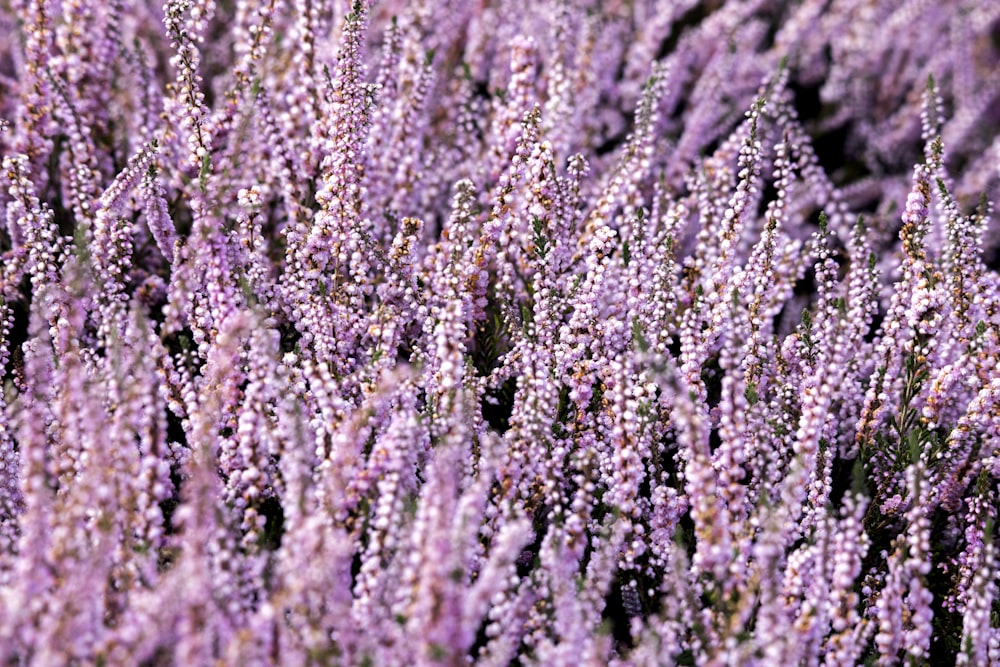 lavender field