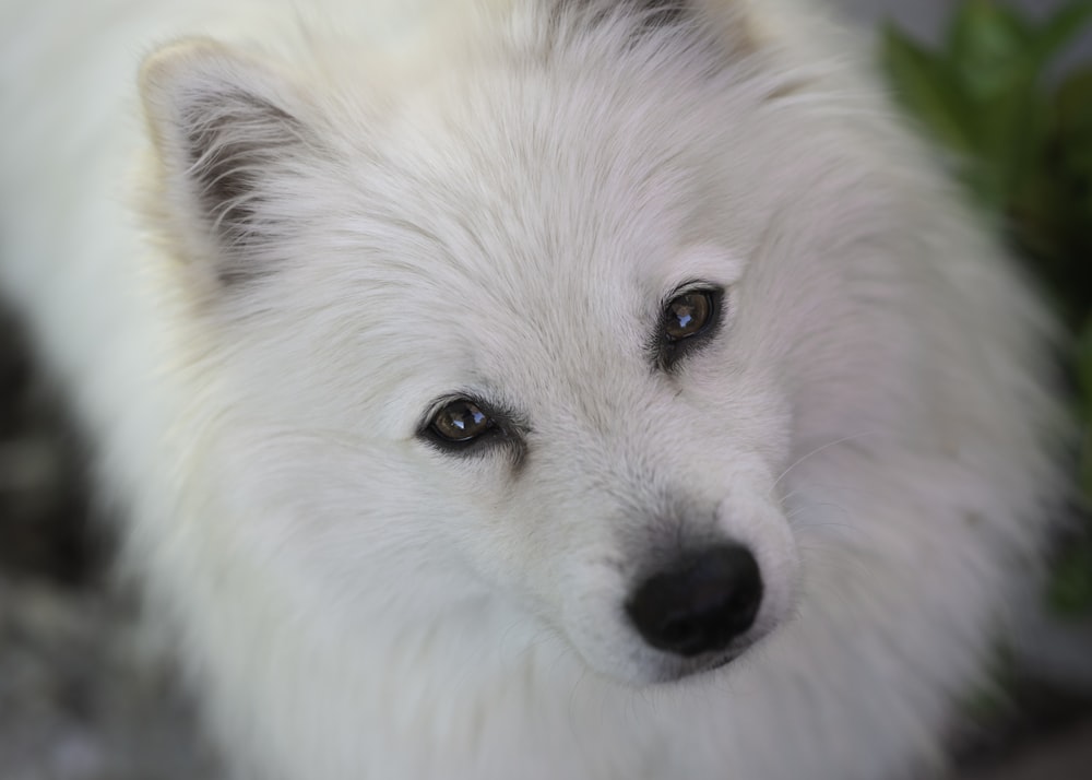 ロングコートの白い犬のクローズアップ写真