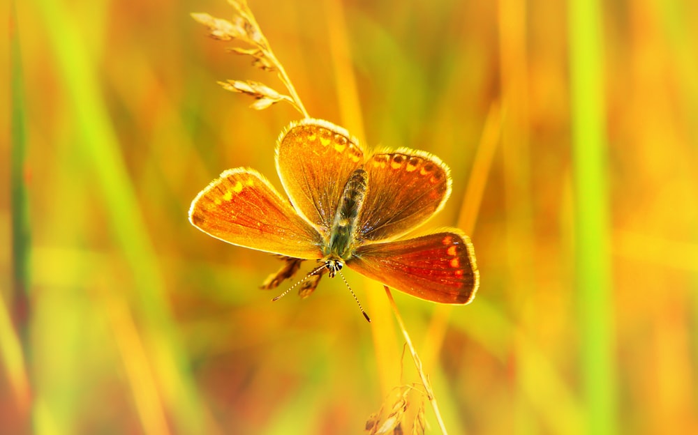 selective focus photo of yellow and brown moth