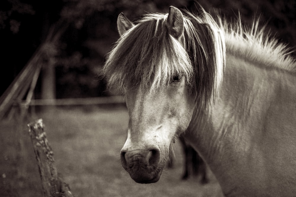 grayscale photo of horse