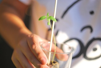 Hands holding a small plant growing from compost made with coffee grounds.