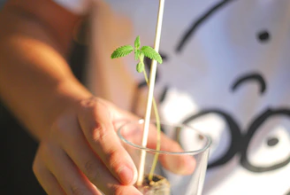 Hands holding a small plant symbolizing growth and wakaf donation.