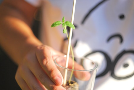 Hands holding a small plant growing from compost made with coffee grounds.