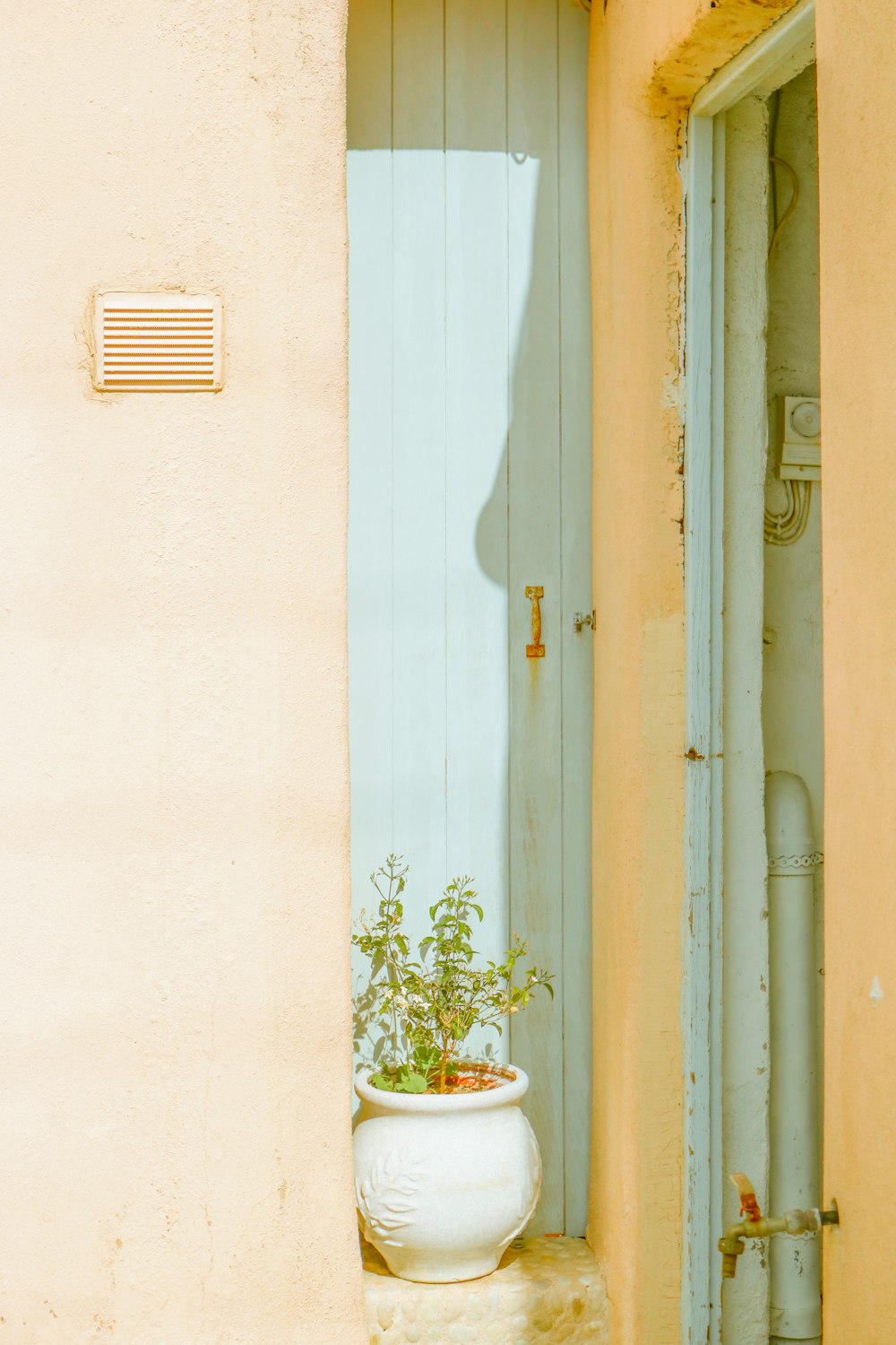 green plant with ceramic vase beside white wooden door