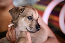 person carrying short-coated brown puppy