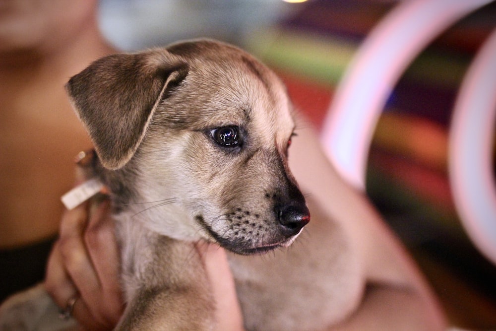 person carrying short-coated brown puppy