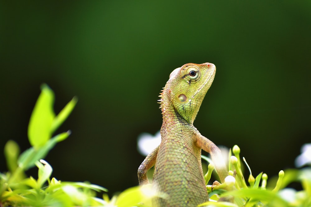 brown and green gecko