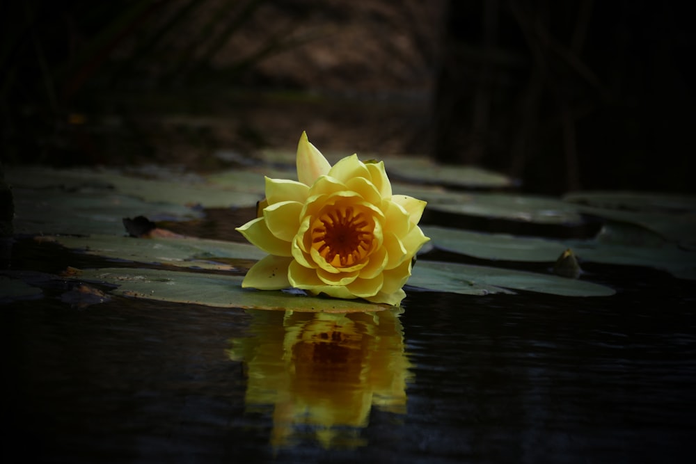 blooming yellow daffodil flower