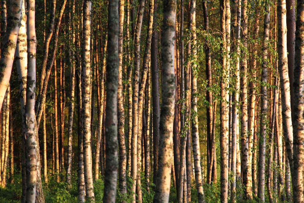 photo of tree trunks